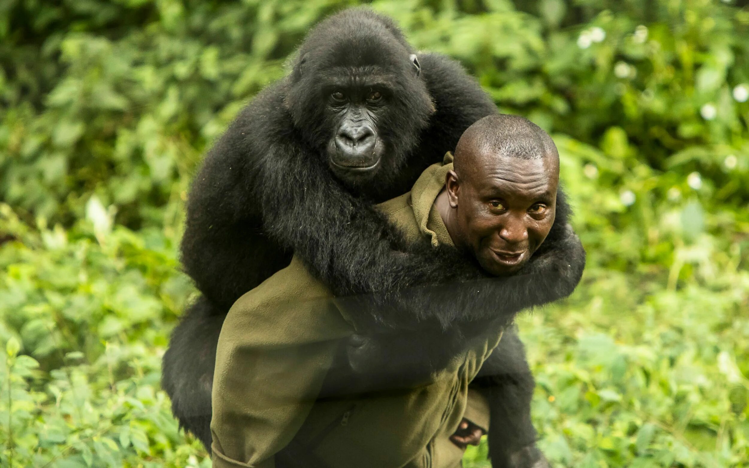 Горилла и шимпанзе. Камерунская горилла. Красивая горилла. Горилла фото. Наблюдать обезьяна