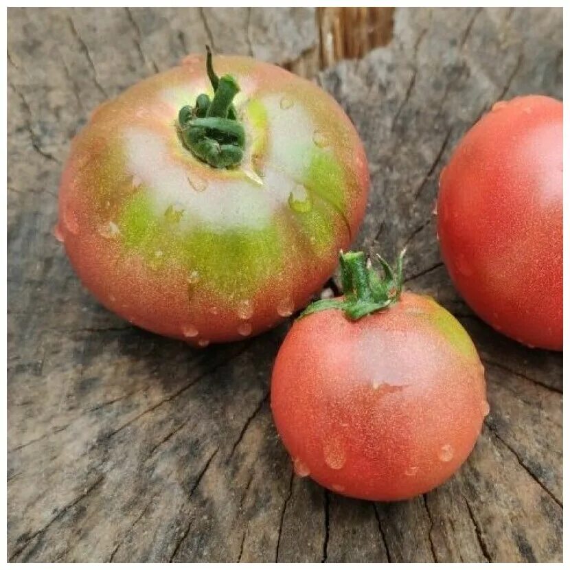 томат кардинал мауры. томат восторг арканзаса. семена из помидор. томат кардинал мауры. томат гном бренди фред мязина.