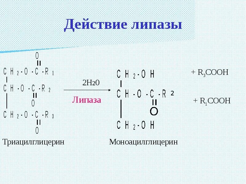 Липаза строение. Липаза формула. Липаза структура. Действие липазы.