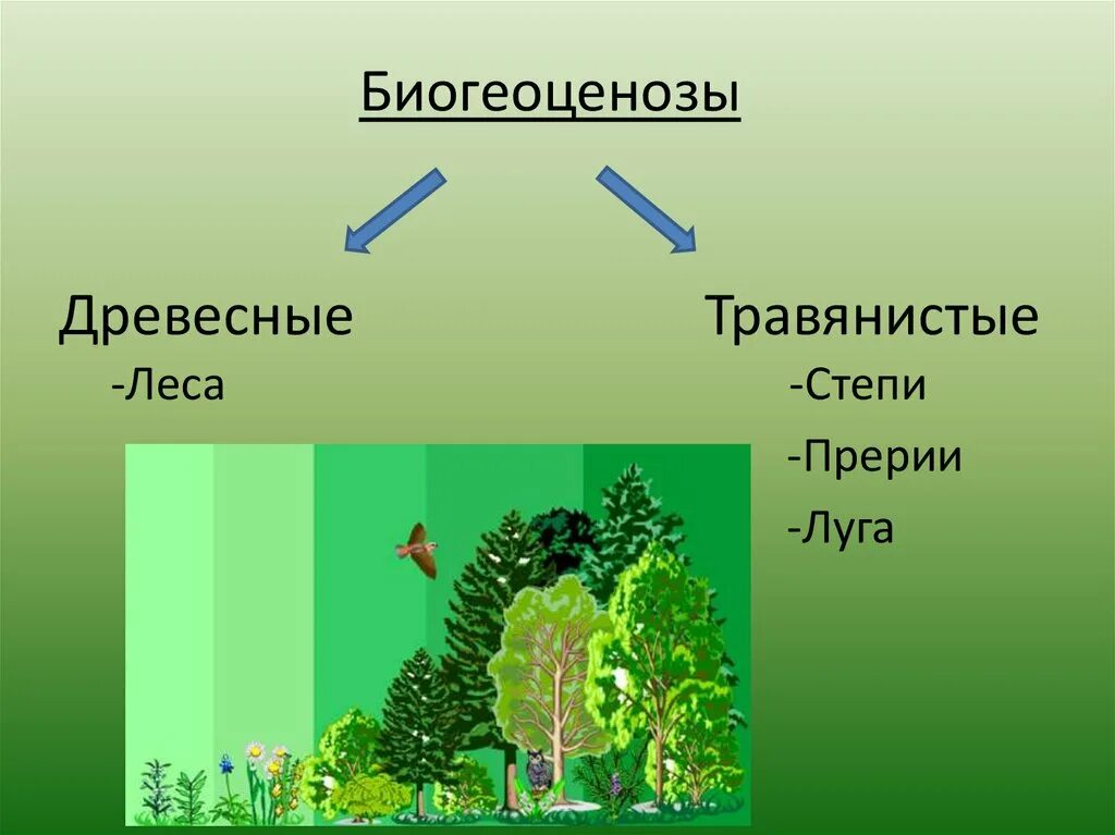 Древесные и травянистые биогеоценозы. Экосистема лес. Экосистема лес для дошкольников. Древесные и травянистые экосистемы. Развитие биогеоценозов