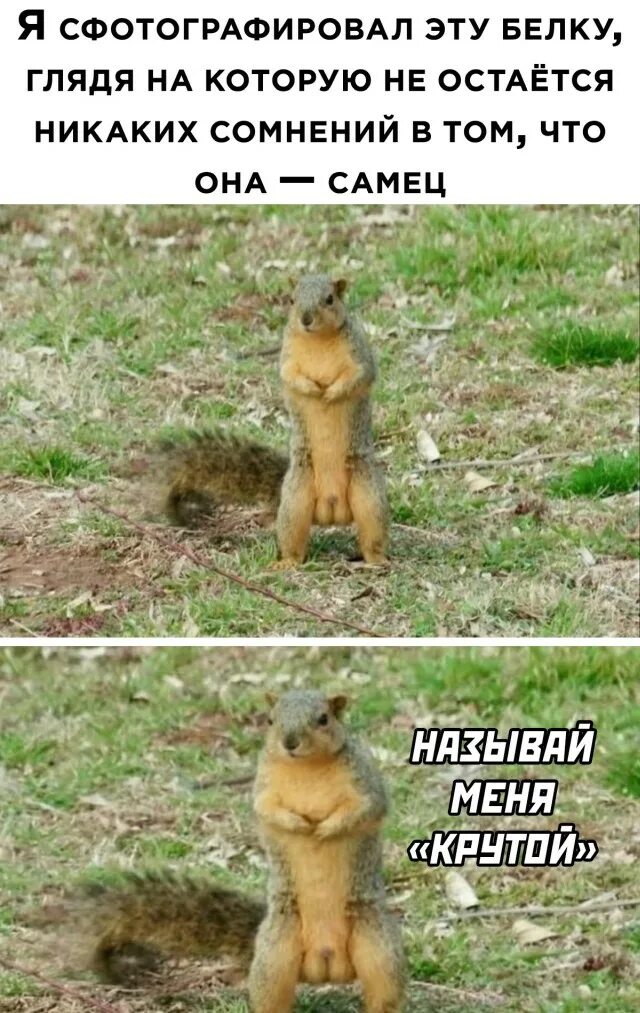 заяц которого боятся даже волки. сочинение и подчинение. никаких сомнений быть не может. афоризмы жванецкого. что должно произойти произойдет.