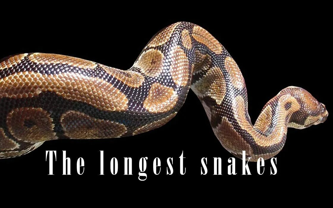 Snakes are longer