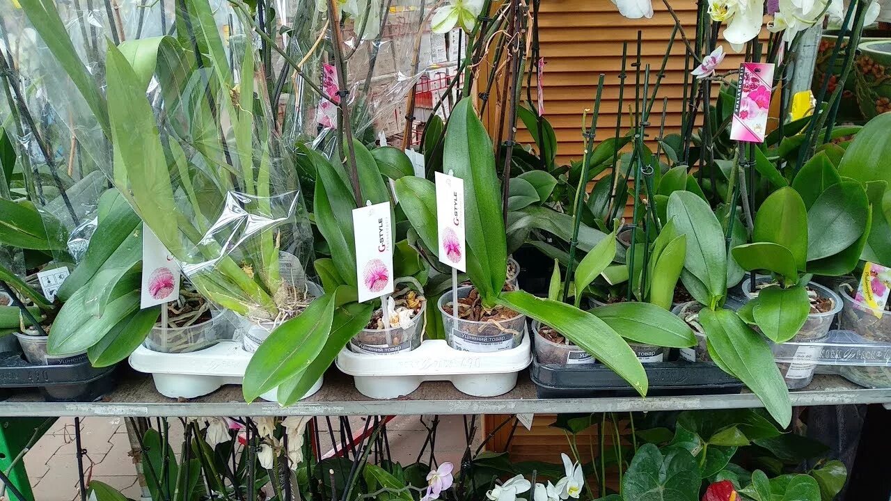 Фаленопсис в Оби. Орхидея фаленопсис Ашан. Уценка орхидей. Орхидеи в уценке в Оби. Оби купить орхидею