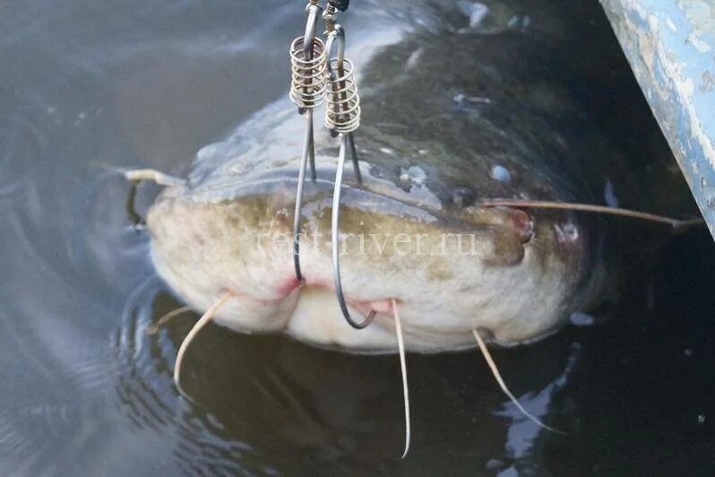 Как вытащить сома. Ловля сома в августе. Рыбалка на сома с квоком. Перемет на сома. Как вытащить сома.