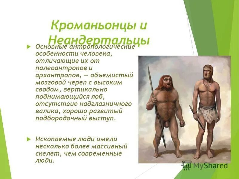 К предкам человека не относится. Неандерталец кроманьонец таблица. Современные люди кроманьонцы. Характеристика неандертальца и кроманьонца. Неандерталец кроманьонец и современный человек.