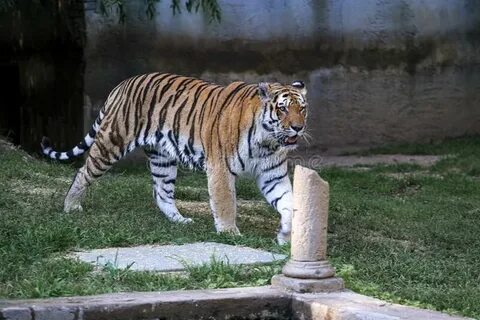 Définition  Tigre - Panthera tigris