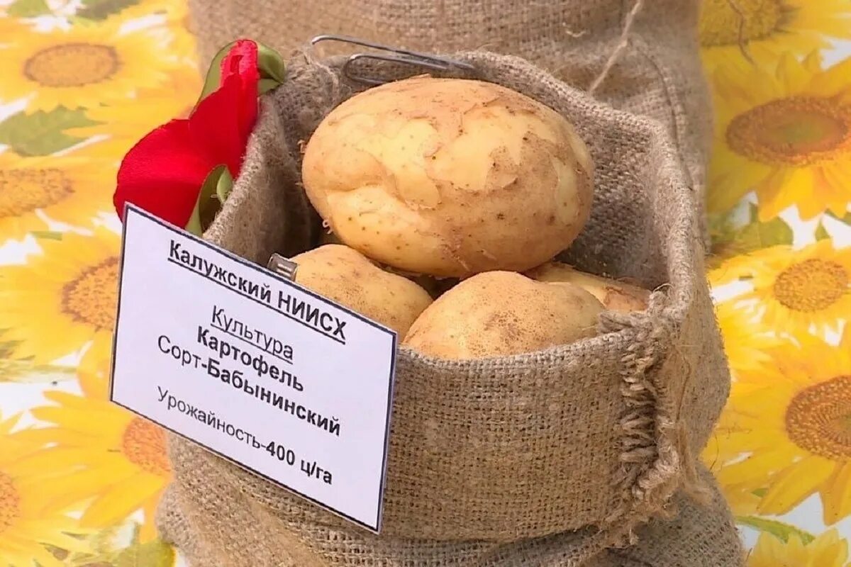 День картошки eCookie.ru