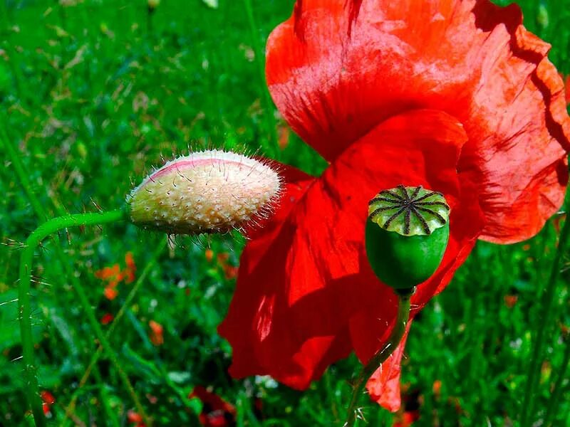 Опиумный мак. Мак дикий полевой. Мак кардинал. Стебель маковых. Соцветие маковых.