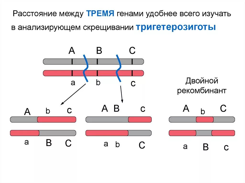 3 гена расстояние