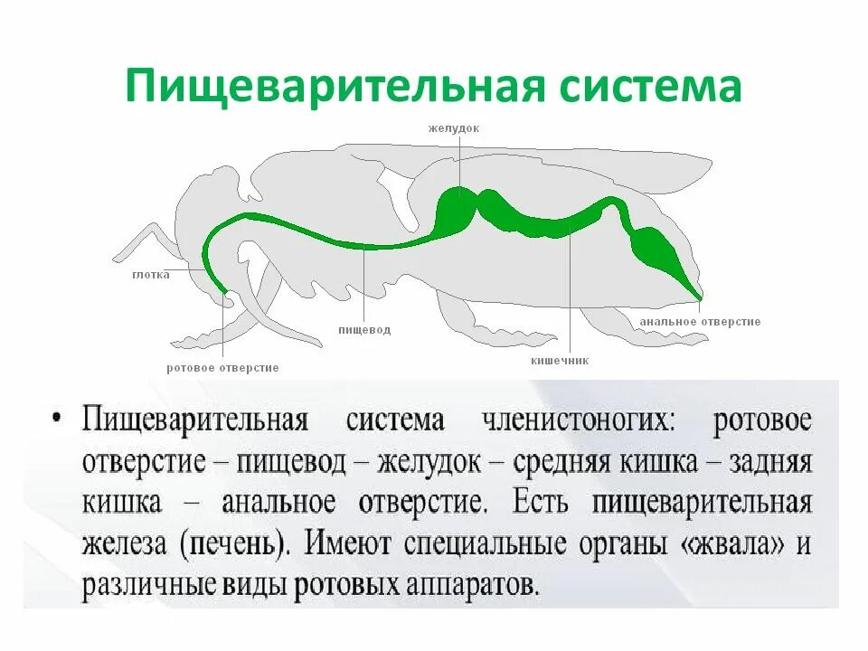 Пищ система членистоногих. Пищеварительная система членистоногих. Пищеварительная система членистоногих 7. Пищеварительная система членистоногих червей. Строение пищеварительной системы членистоногих.