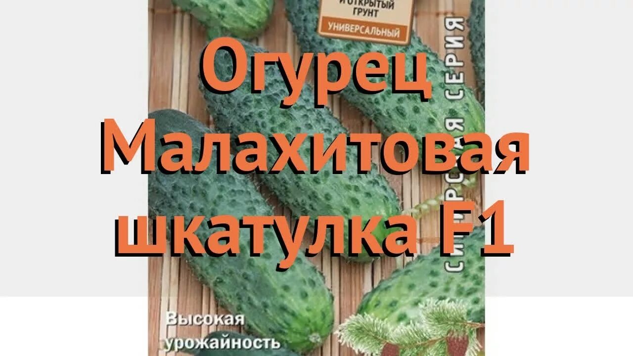 Огурец малахитовая шкатулка. Огурец малахитовая шкатулка f1. Огурец малахитовый восторг. Огурец рестина. Огурец малахитовая шкатулка.