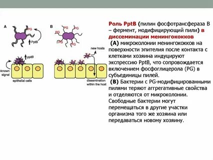 Поверхностный белок