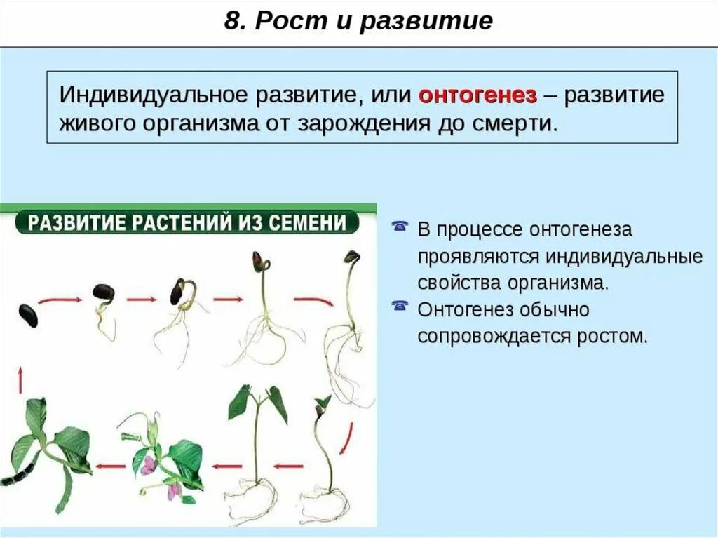 Что такое индивидуальное развитие в биологии 6 класс. Этапы индивидуального развития растений 6 класс таблица. Развитие организмов схема. Индивидуальное развитие организма особенности.