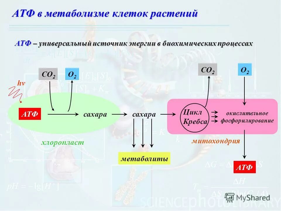 Функция синтез атф. Энергетический обмен Синтез АТФ подготовительный этап. Энергетический обмен у растений. Образование энергии в клетке. Образование АТФ В растительной клетке.