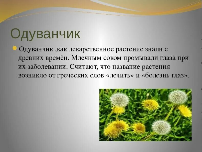 Одуванчик произведение 2 класс. Лекарственные растения одуванчик лекарственный. Сообщение о одуванчике. Одуванчик описание растения. Внешний вид одуванчика.