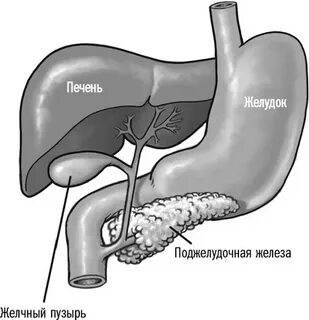 Печень желудочный пузырь