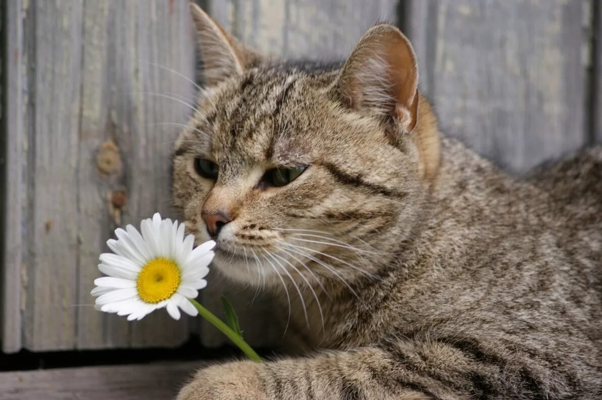 Возьми в лапки. Кошки и цветы. Котик с цветочком. Котенок в ромашках. Кот с букетом ромашек.