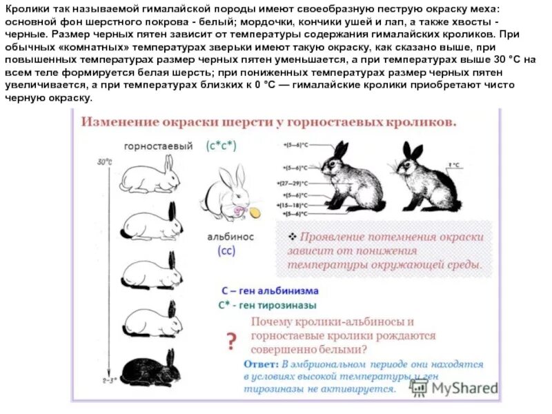 Схема скрещивания кроликов. Наследование окраски у горностаевого кролика. Селекция кроликов схема. Наследование окраски шерсти у кроликов. Селекционер скрестил гетерозиготную кошку с жесткой шерстью