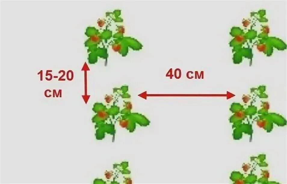 Посадка клубники расстояние между кустами и рядами