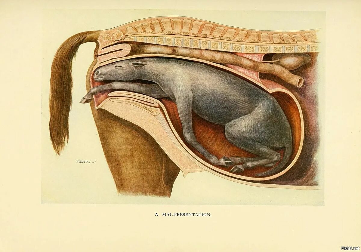 Женский половой орган млекопитающих. Анатомия репродуктивной системы лошади. Анатомия кобеля собаки репродуктивная система. Анатомия кобылы репродуктивная система. Анатомия лошади репродуктивная система кобылы.