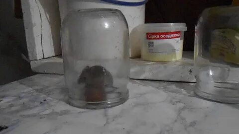 Как поймать мышь в машине