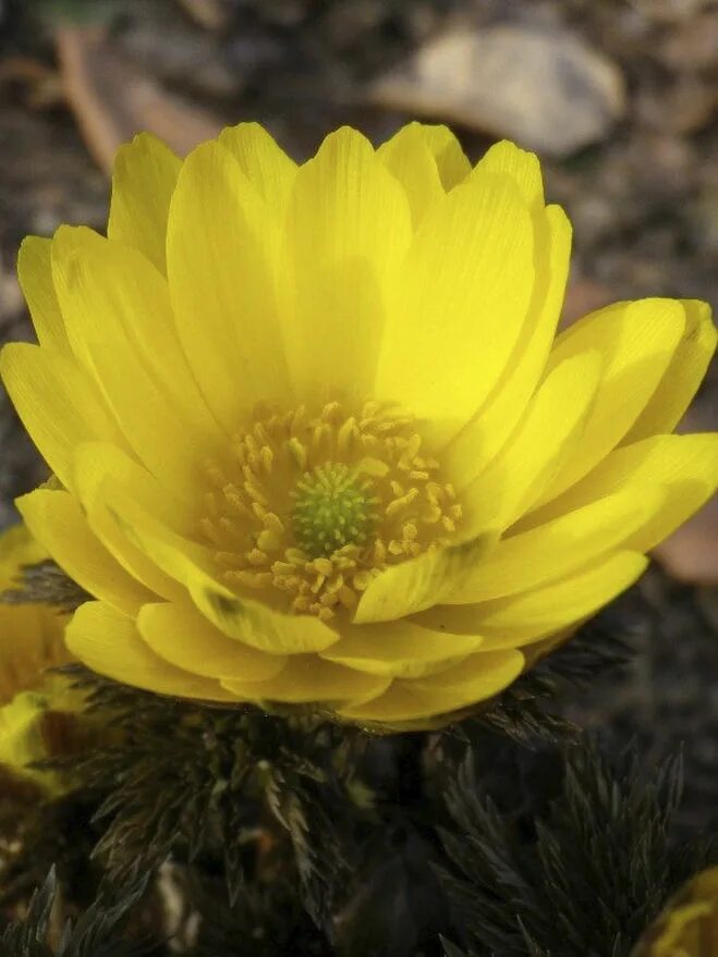 Адонис весенний (Adonis vernalis)