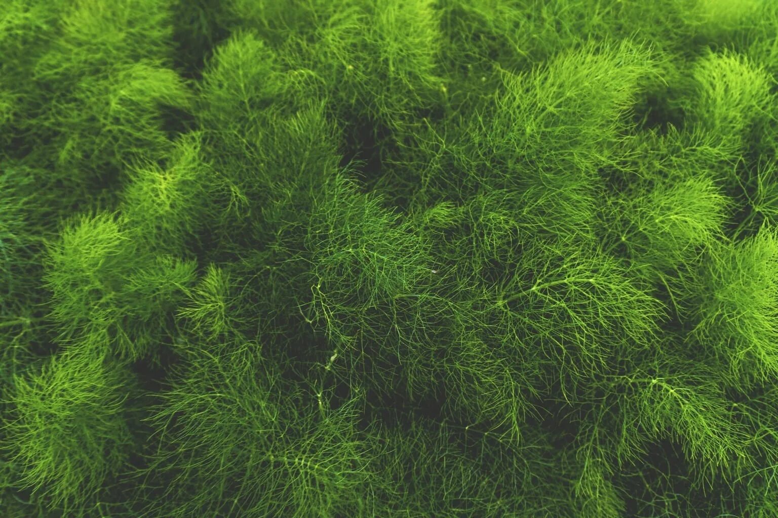 Озон хвойная. Grass Green ягель. Хлорелла мха. Смарагд мох. Greenery мох.