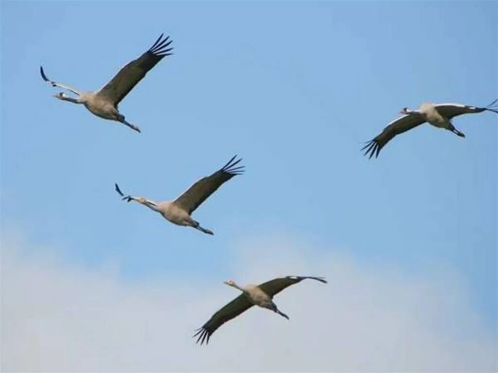 в небе курлычат журавли. журавли курлычат. клин диких гусей. в небе курлычат журавли. пение журавлей.