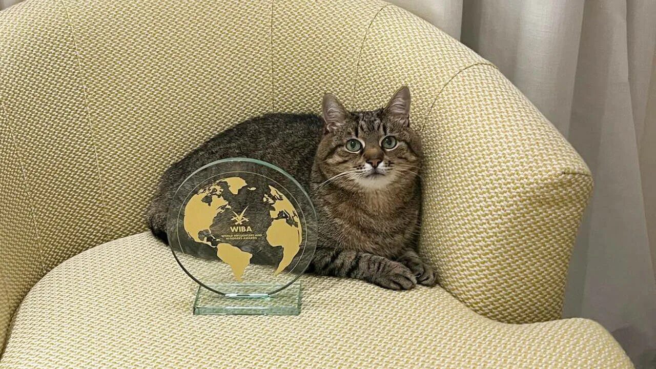 кот из харькова. харьковский кот степан. кот степан из харькова. кот степан из харькова. кот с бокалом вина.