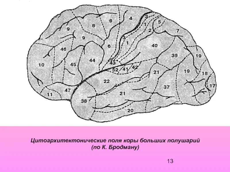 Вторичные поля мозга. Поля головного мозга по Бродману. Зоны полей Бродмана. Поля коры головного мозга по Бродману. Поля коры полушарий большого мозга по Бродману.