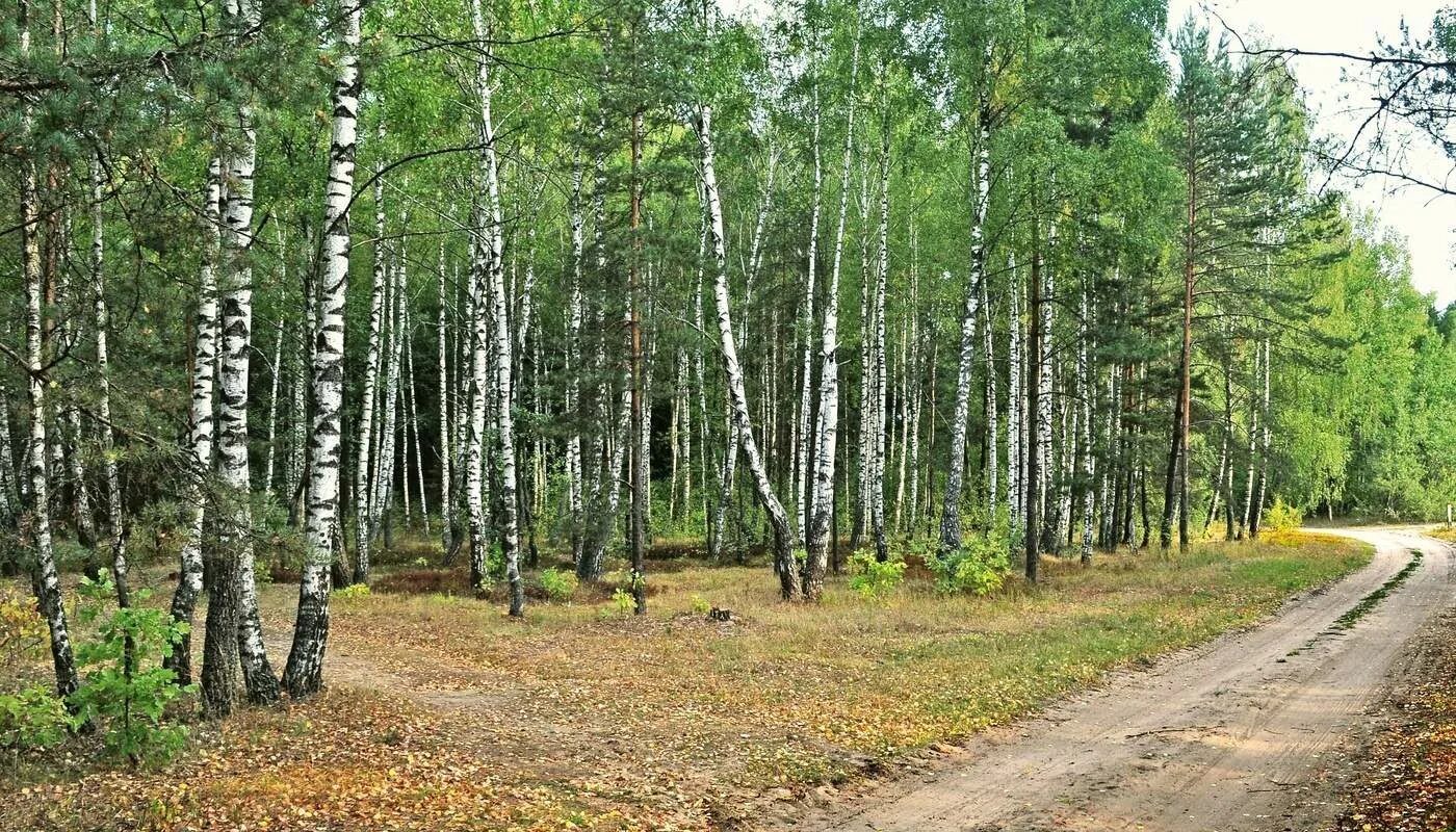 Две березки у дороги минус. Дорога в березовой роще. Автодорога Березовая роща. Берёзово-Пихтовый лес. Дорога в Березовом лесу.