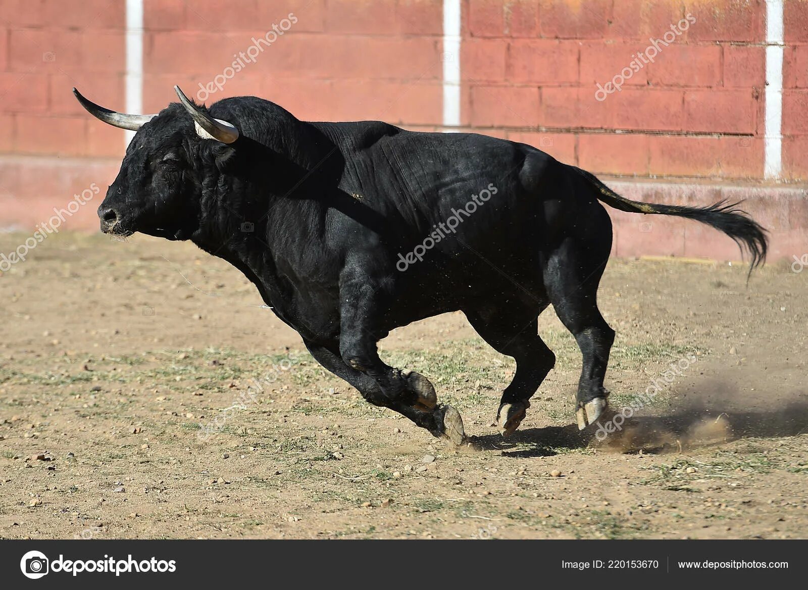 Атакующий бык. Быки камарга. Бык. К чему снится бык женщине. Бык.