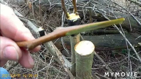 Боярышник прививка