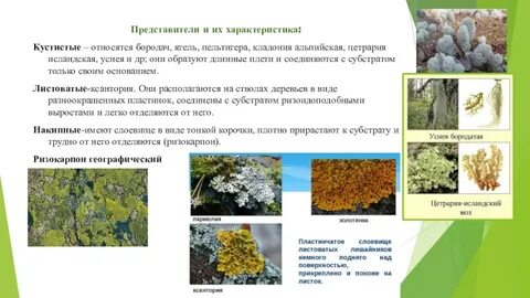 Лишайники какое царство