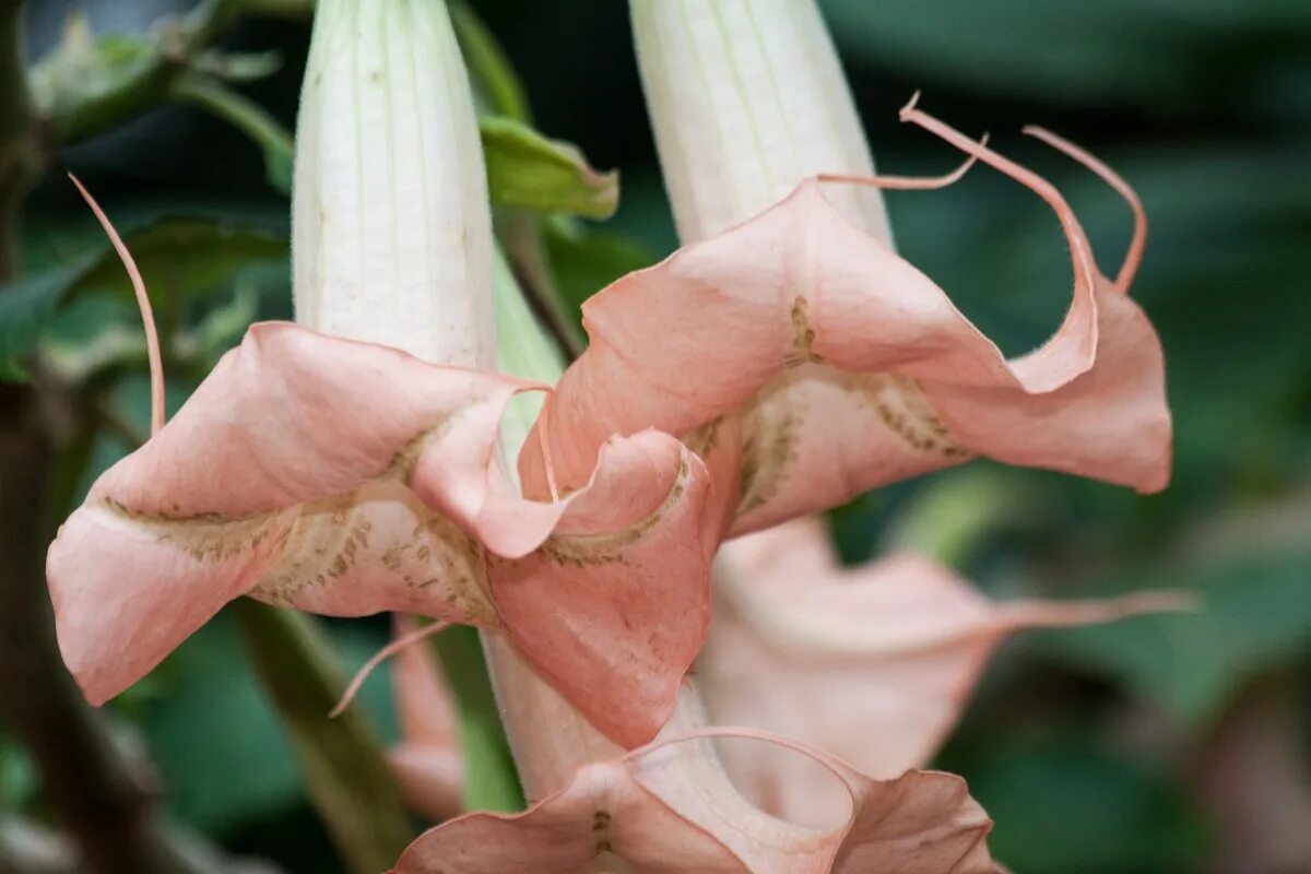 Poisonous flower. Бругмансия Пинк. Бругмансия белоснежная. Бругмансия Дабл ангел Пинк. Трубы ангела бругмансия.