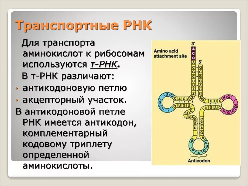 Т РНК строение и функции. ТРНК. Петли транспортной РНК. ТРНК С аминокислотой.