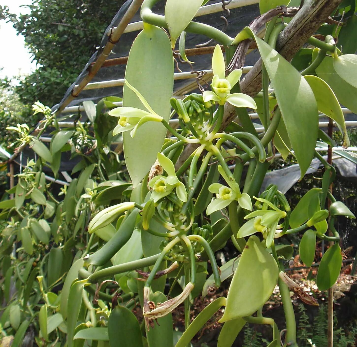 Vanilla planifolia. Vanilla planifolia variegata. Орхидея Ванилла планифолия. Орхидея ваниль вариегатная.