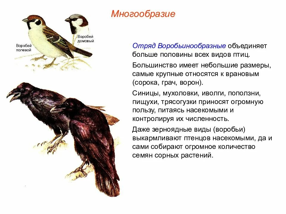 Воробьинообразные птицы таблица. Отряд Воробьинообразные описание. Отряд воробьиные описание. Класс птицы многообразие. Характеристика отряда воробьинообразных.