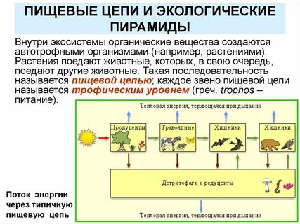 Основной компонент экосистемы создающий органические вещества