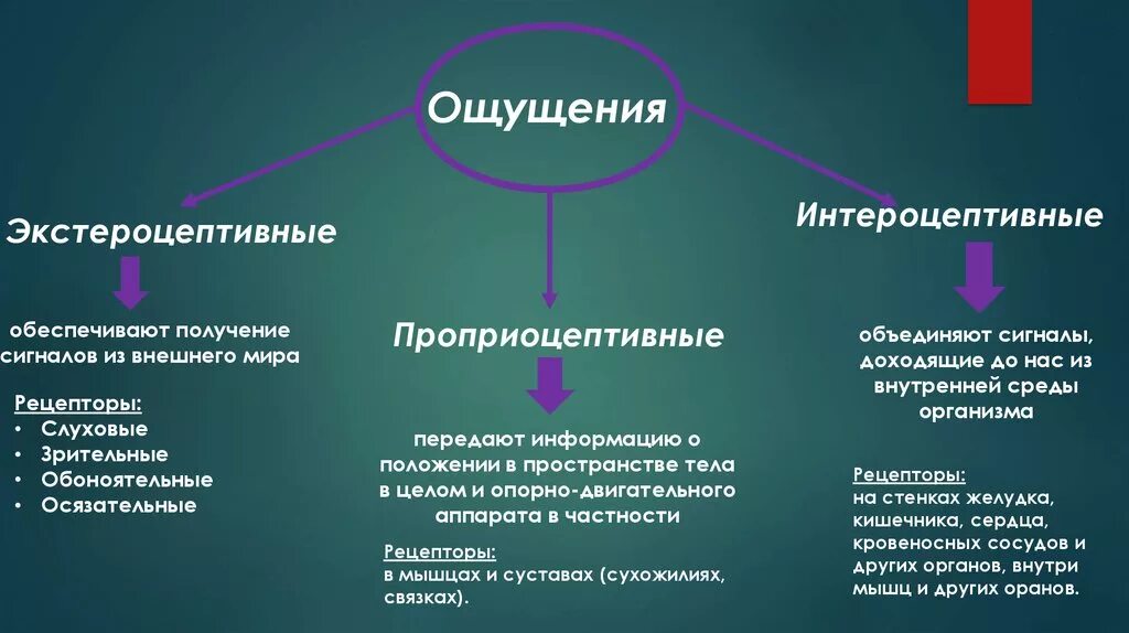 3 класса ощущений. Экстерероцептивное ощущение. К экстероцептивным ощущениям относятся. Экстреостективные ощущения. Экстероцептивные интероцептивные проприоцептивные.