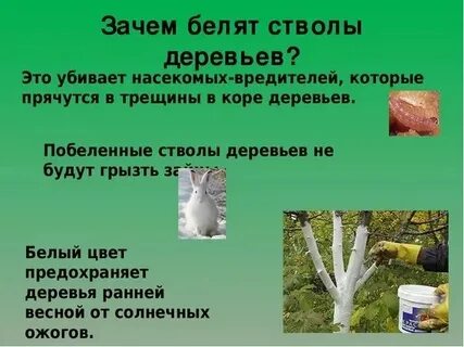 Белит что это