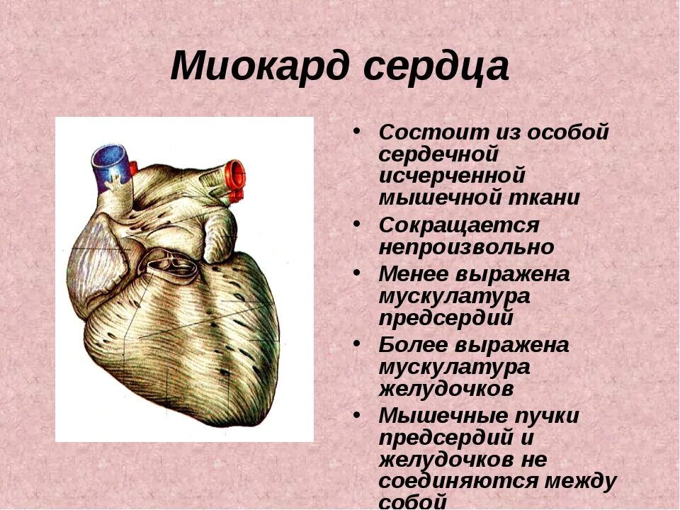 Слои предсердия. Строение миокарда сердца анатомия. Миокард предсердий анатомия. Мышцы сердца миокард перикард. Охарактеризуйте строение миокарда сердца.