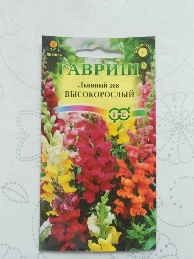 Антирринум высокорослый львиный зев. Львиный зев Антирринум крупноцветковый. Львиный зев крупноцветковый смесь. Львиный зев цветок рассада. Как посадить львиный зев семенами на рассаду