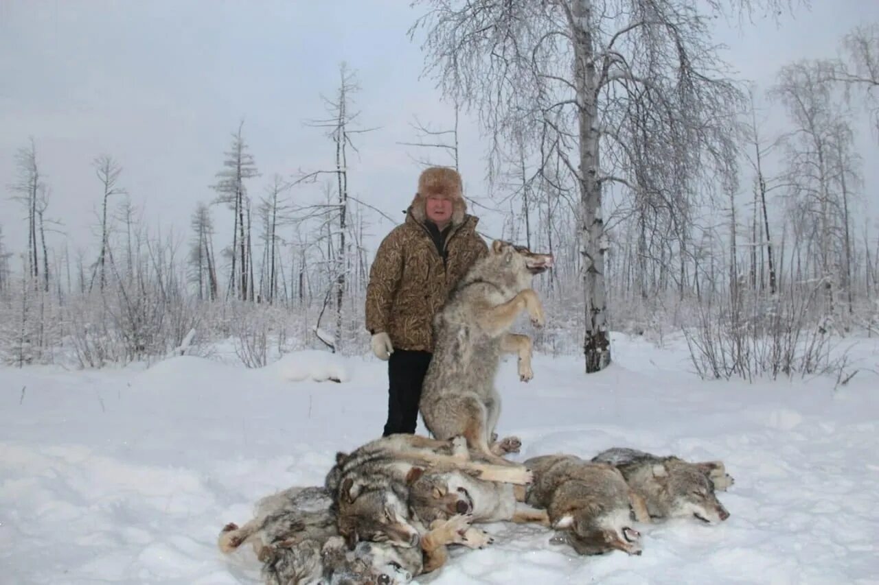 Где больше волков. Якутский Полярный волк.