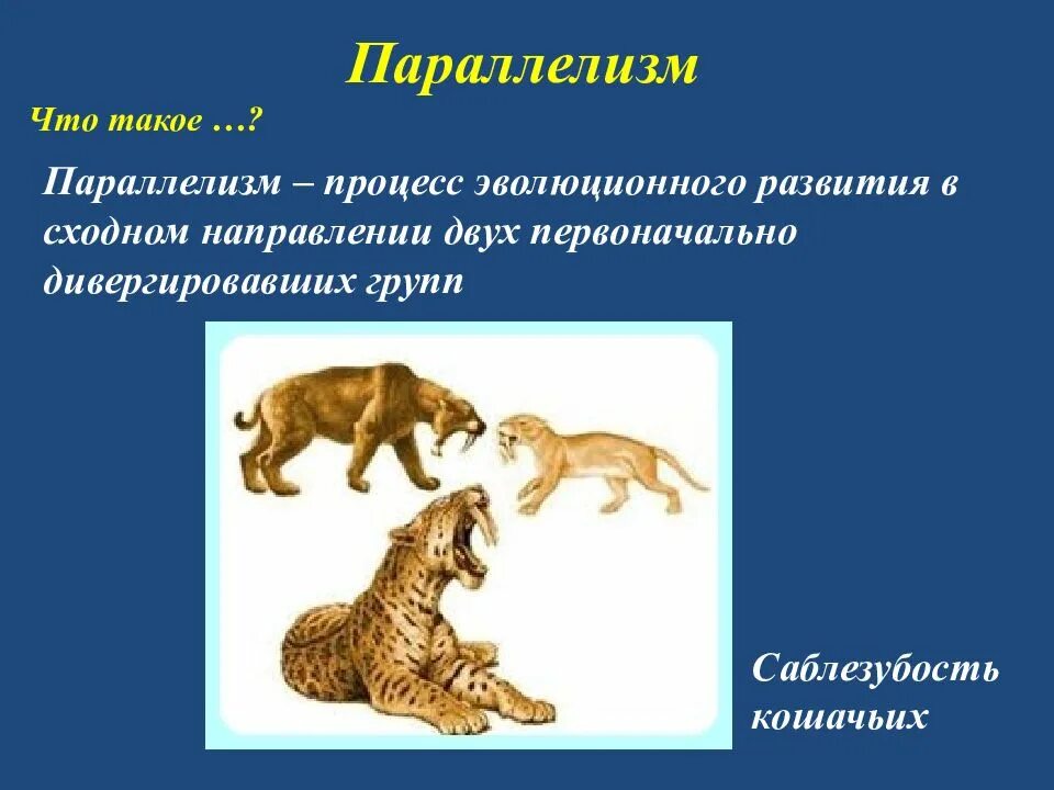 1 параллелизм. Параллелизм. параллелизм биология. параллелизм примеры биология. параллелизм это в биологии кратко.