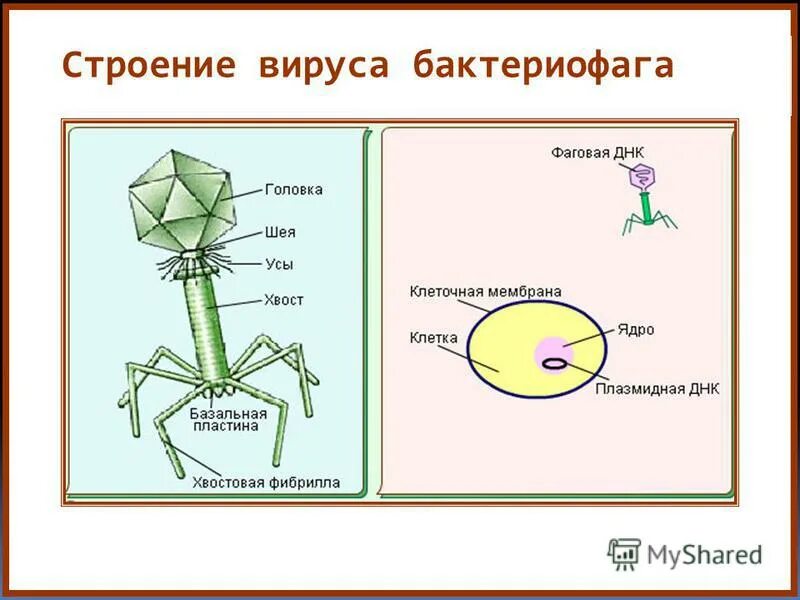 3 строение вируса. Бактериофаг Тип питания. Вирус бактериофаг. Строение бактериофага. Строение вируса и его основные части.