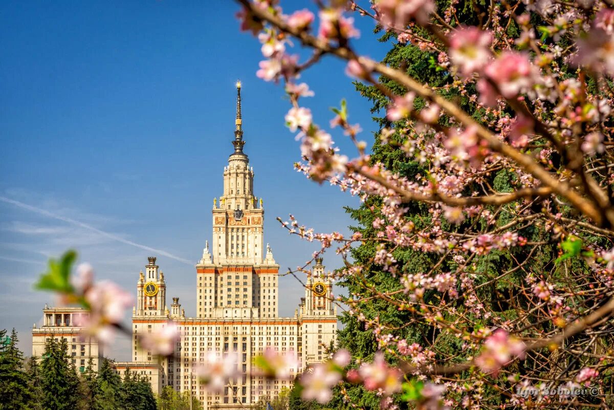 Мгу весной. Москва МГУ весной. МГУ В мае. Вишня цветёт в Москве у МГУ.