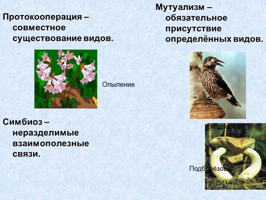 Протокооперация и мутуализм различия. Симбиоз мутуализм протокооперация. взаимополезные симбиоз. взаимополезные отношения в биологии. симбиоз взаимополезные отношения.