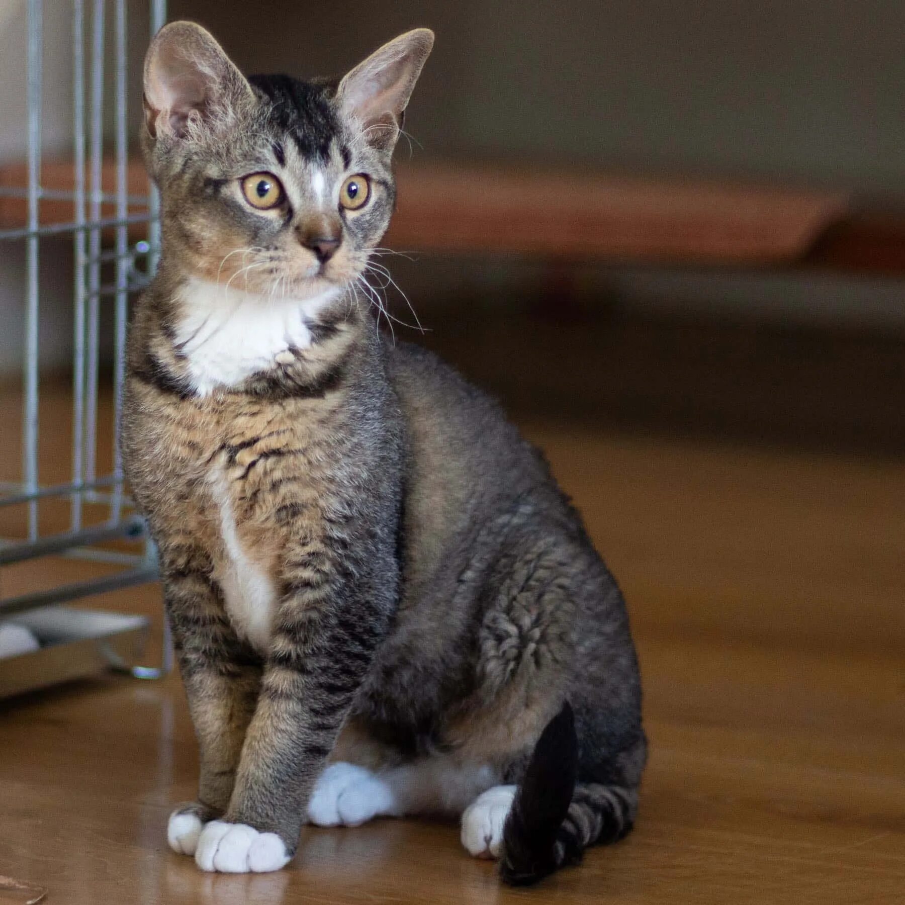 Oregon Rex Cat breeds, Rex cat, Popular cat breeds