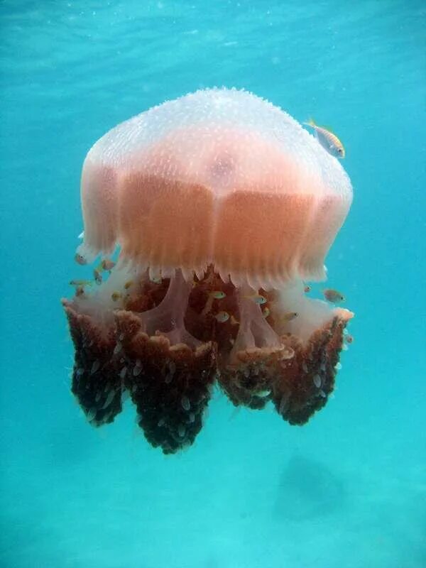 Медузы на пхукете сейчас. Красные медузы в Тайланде. Опасные медузы на Пхукете. Розовая медуза на Пхукете.
